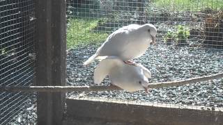 accouplement tourterelles rieuses blanches [upl. by Velick]