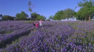 Texas Bluebonnets  2016 [upl. by Atteirneh552]