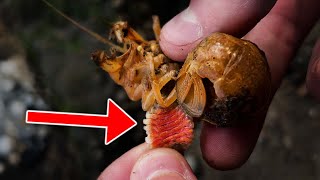 Removing BLOOD SUCKING PARASITES [upl. by Zanlog]