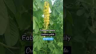 Crotalaria pallida।ঝুনঝুনি গাছ fabaceaefield natureinvestigations flowerPlantinvestigation [upl. by Noruq]