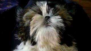 Dex Shih Tzu  barking in his sleep [upl. by Grey463]