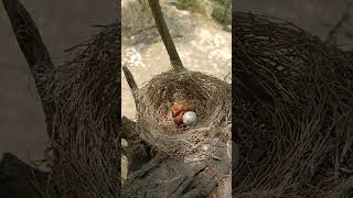 Drongo Diaries Newborn Black Drongos in Action shorts [upl. by Annoyik761]