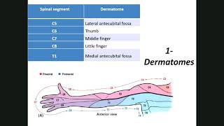 Dermatomes amp myotomes Lower limb 31 [upl. by Caputo]