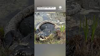 Alligator Devours Invasive Python in Florida [upl. by Radbourne601]