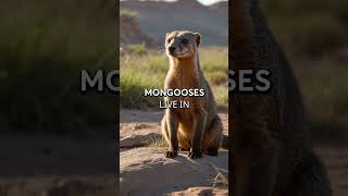 How do mongooses defend against snakes Their impressive survival strategies [upl. by Alyt961]