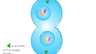 🦠🦠 meiosis explicacion facil 🦠🦠 [upl. by Drof737]