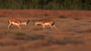 Goitered gazelle or BlackTailed Gazelle [upl. by Idmann]