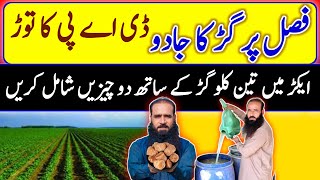 Jaggery Benefits  Organic Agriculture  Healthy Soil ATCOrganic [upl. by Eilyak]