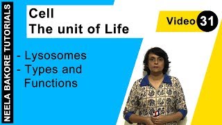 Cell  The Unit of Life  NEET  Lysosomes  Types and Functions  Neela Bakore Tutorials [upl. by Aritak160]