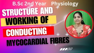 Structure And Working of Myocardial Fibers BSc 2nd yearcirculatorysystemanimalphysiology [upl. by Elleinet]