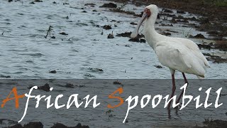 African Spoonbill Platalea alba Bird Call amp Video  Strange Water Birds  Stories Of The Kruger [upl. by Jemmie993]