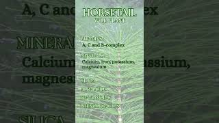 Horsetail  Equisetum arvense [upl. by Tijnar]