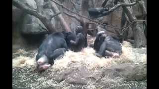 Bonobos im Frankfurter Zoo [upl. by Esihcoc]