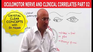 Oculomotor Nerve and Clinical Correlates Part 2 [upl. by Navets]