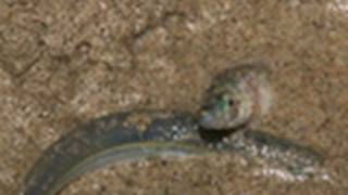 Fish quotWalksquot on Beach to Spawn  National Geographic [upl. by Vallo845]