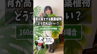 背が高すぎる観葉植物 どうしたらいい？【モンステラ デリシオーサ】 観葉植物 plants monstera houseplants [upl. by Sioux976]