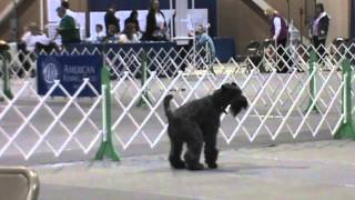 Oscar Kerry Blue Terrier [upl. by Ansel411]