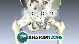 Hip Joint  3D Anatomy Tutorial [upl. by Nicks]