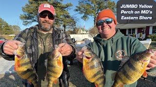 Catching JUMBO Yellow Perch on Marylands Eastern Shore [upl. by Cinom]