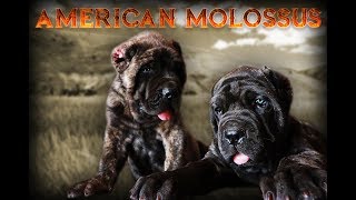 818 Concepts Presents  The American Molossus by Old World Mastinos [upl. by Limbert]