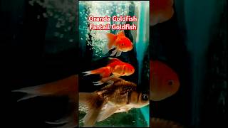 Oranda Goldfish  Fantail Goldfish  Oranda fish  fish goldenguppy fishtank guppyfishtank pets [upl. by Kammerer]