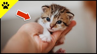 Entwicklung eines Katzenbabys von 0–8 Wochen ❤️ SO NIEDLICH [upl. by Hijoung]