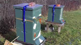 Nucs overwintering on top of 20 frame colony [upl. by Shwalb]