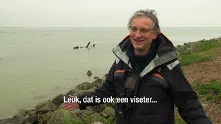 VISMIGRATIERIVIER I Visetende vogels IJsselmeer [upl. by Memory]