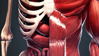 الدكتور سامح غازي anterior abdominal wall and inguinal cannal Anatomy [upl. by Arretal511]