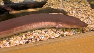 ミツユビアンフューマ（上野動物園）Threetoed Amphiuma [upl. by Aihseyt890]