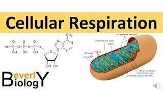 Cellular Respiration in detail [upl. by Roice155]