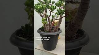 crassula ovata ou orelha de churek [upl. by Ahsiugal]