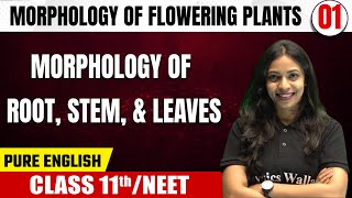 MORPHOLOGY OF FLOWERING PLANTS 01  Morphology Of Root Stem And Leaves  Botany  Class 11thNEET [upl. by Ephraim]