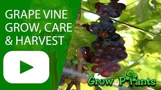 Grape vine plant  grow care amp harvest [upl. by Olimpia]