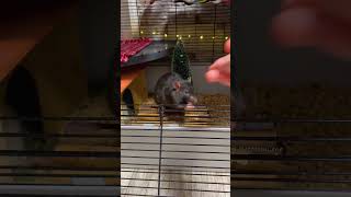 Pet rat trick 🎄🐀 [upl. by Micky]