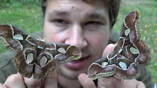 Rothschildia arethusa AWESOME Caterpillars amp MOTH [upl. by Ahsenrac]