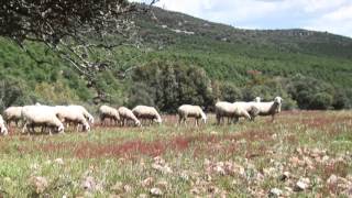 Documental ganadería ecológica [upl. by Aihsyt]