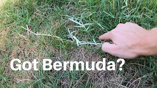 How we control Bermuda Grass in a fescue lawn [upl. by Airyk]