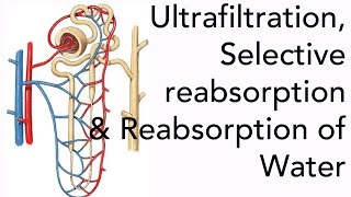 A2 Biology Ultrafiltration Selective Reabsorption and the Reabsorption of Water [upl. by Noseimaj]