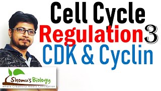 Cyclin and cyclin dependent kinases cdk  Cell cycle regulation lecture 3 [upl. by Hubert]