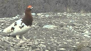 Ptarmigan Call [upl. by Madaih]