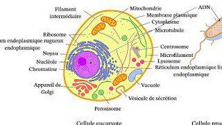 organisation générale de la cellule تنظيم العام للخلية [upl. by Langer291]