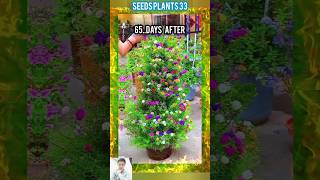 Top home garden ideas  শীর্ষ বাড়ির বাগান ধারনা  shorts grow garden flowers gardening [upl. by Neelehtak]