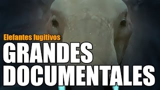 Grandes documentales  Elefantes fugitivos 13102016 [upl. by Ennobe]