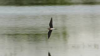 Black winged Pratincole Finningley GP Notts [upl. by Valiant973]