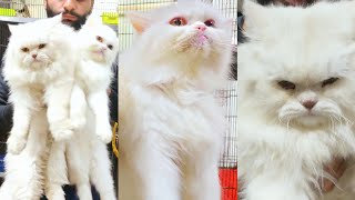 Cats Market LahorePrice Update Punch face persian cat persian cats for sale tollinton market lahore [upl. by Ayojal768]