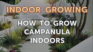 How to Grow Campanula Indoors [upl. by Eltsryk]