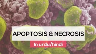 What is Apoptosis amp necrosis in urduhindi  Cell death  Programmed cell death  Accidental death [upl. by Leiad]