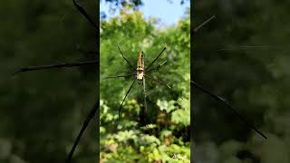 Nephila pilipes Giant golden orb weaver [upl. by Sahc]