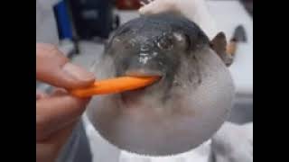 puff fish eating carrot meme [upl. by Anaxor]